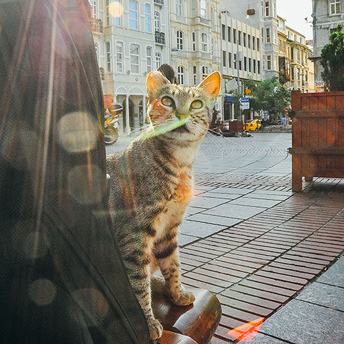 Green-Moustache-Cat-With-A-Green-Moustache-Cat-Photography-Duetto-Due-Gatti-Photographer-Adrian-Hancu-2003-DSC_2001